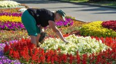 Харьков потратит более 20 миллионов на однолетние цветы