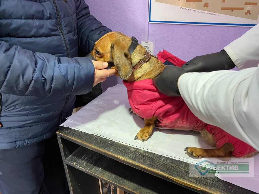 В Харькове стартовала бесплатная вакцинация домашних животных от бешенства (фото)