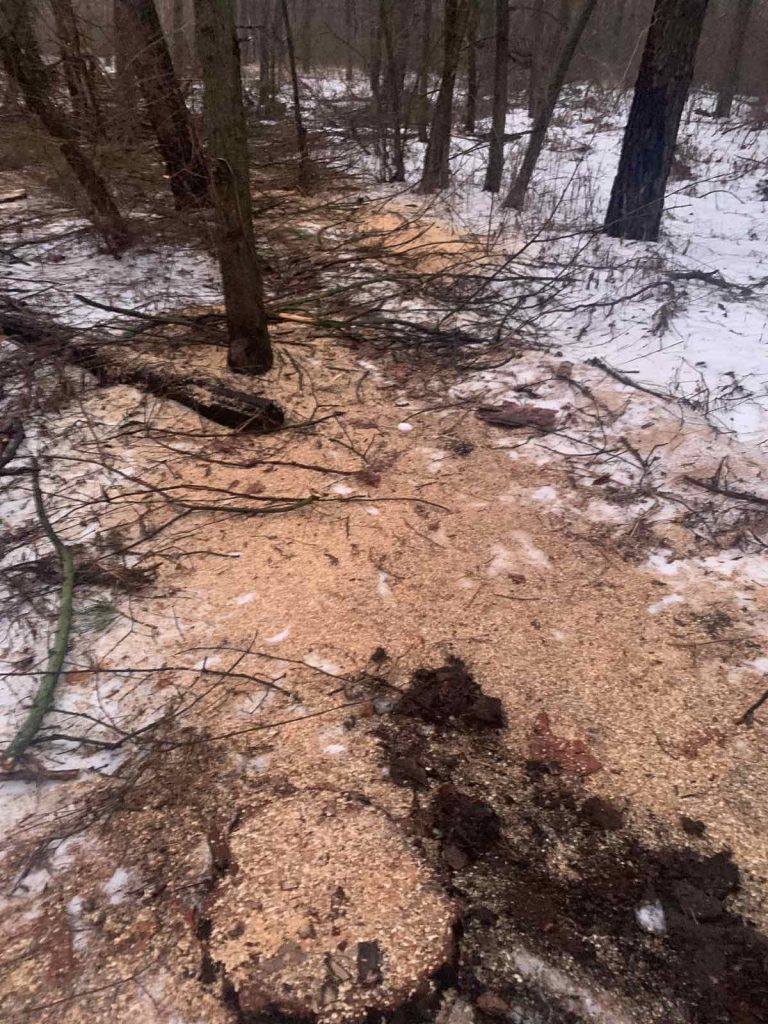 Проверка лесхоза на Харьковщине выявила миллионный ущерб от незаконной вырубки деревьев (фото)