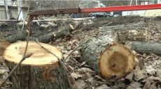 Вирубка дерев і забудова землі біля річки: мешканці Великої Данилівки провели акцію протесту
