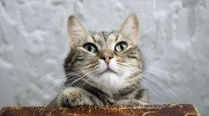 Чи дійсно котів замурували в підвалі: нові подробиці конфлікту через пухнастих у Харкові (відео)
