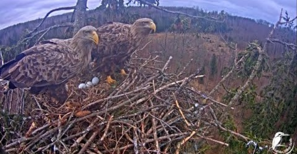 В Европе установили камеры для любителей бердвотчинга (видео)