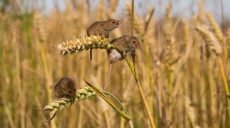 Посевы озимой пшеницы на Харьковщине атакуют грызуны