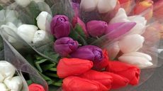 Харьков заполонили продавцы тюльпанов (видео, фото)