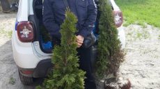 Полиция задержала похитителей декоративных деревьев (фото)
