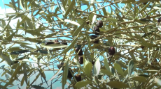 Оливне дерево, що є ровесником Харкова, привезли у Фельдман Екопарк з Італії (відео)