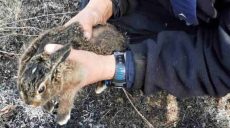 «Забился под могильной плитой»: в Харькове бойцы ГСЧС спасли зайчонка на пожаре (фото)