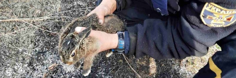 «Забился под могильной плитой»: в Харькове бойцы ГСЧС спасли зайчонка на пожаре (фото)