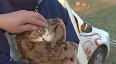 Кот, который две недели просидел в колодце, нашел себе нового хозяина (фото)