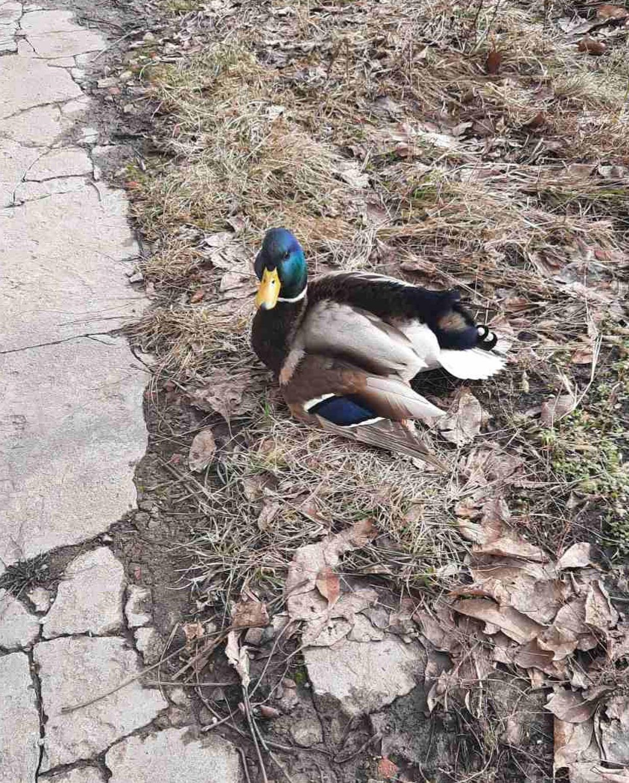 Дикий селезень, спасенный харьковчанами, нашел себе новых друзей (видео)