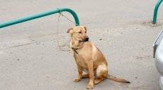 На парковке в Харькове бросили пятимесячного щенка (фото)
