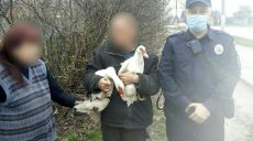 На Харьковщине украли мускусных уток: полицейские открыли уголовное дело (фото)