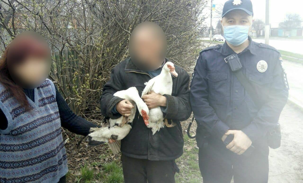 На Харьковщине украли мускусных уток: полицейские открыли уголовное дело (фото)
