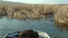 Браконьеры бросили сети с 29 кг прудной рыбы
