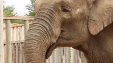 Слони отримали апартаменти в центрі Харкова площею 1,5 тисячі квадратних метрів (відео)