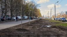 На Салтовском шоссе вместо парковки посадили аллею кленов (фото)