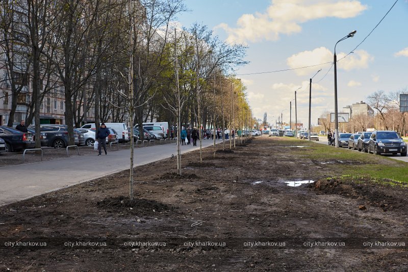 На Салтовском шоссе вместо парковки посадили аллею кленов (фото)