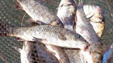 В Харьковской области на рынке изъяли более 60 кг незаконно добытой рыбы (фото)