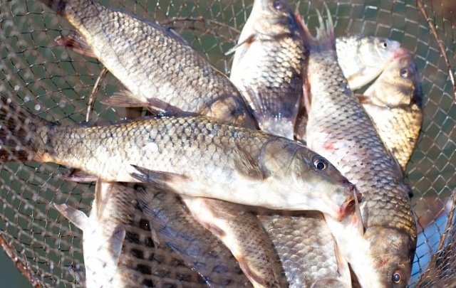 В Харьковской области на рынке изъяли более 60 кг незаконно добытой рыбы (фото)