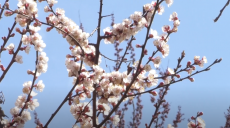 Чи вчасно зацвіли абрикоси: коментар харківської експертки (відео)