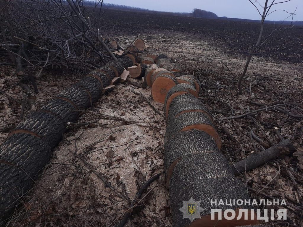 В Харьковской области «черных лесорубов» поймали «на горячем» (фото)