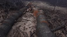 В Харьковской области «черных лесорубов» поймали «на горячем» (фото)