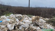 Свалка костей в Роганской ОТГ: в селе считают — подкинули соседи (фото, видео)