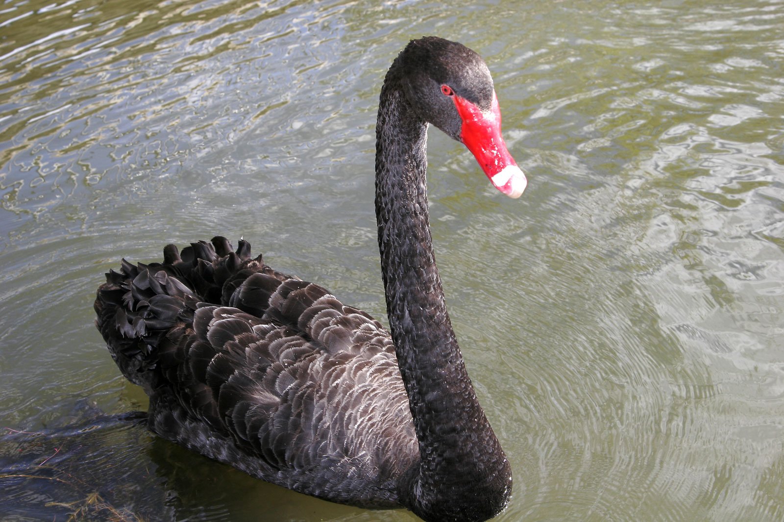 У Харківському зоопарку привітали страуса ему та чорного лебедя