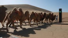 В Китае появился светофор для верблюдов в пустыне (фото)