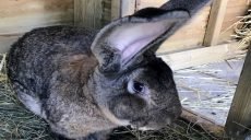 Кролика из книги рекордов Гинесса выкрали в Великобритании