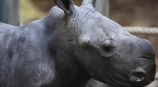 В Нидерландах в зоопарке родился редкий белый носорог (видео)