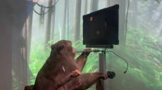 Очипованная обезьяна и стартап Илона Маска: испытания «силы мысли»