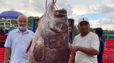 Улов счастливых рыбаков: 270-килограммовый тунец из Австралии и малайзийский морской окунь весом 160 кг (фото)