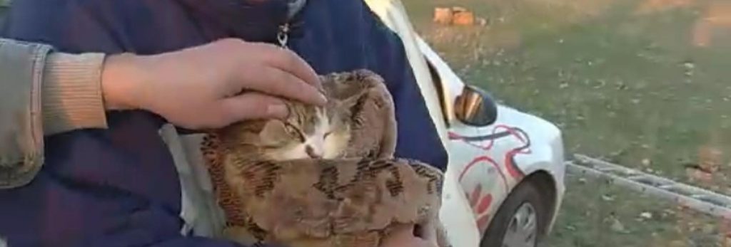 Две недели просидел в колодце: волонтеры показали, как спасали кота (видео)