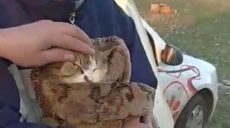 Две недели просидел в колодце: волонтеры показали, как спасали кота (видео)