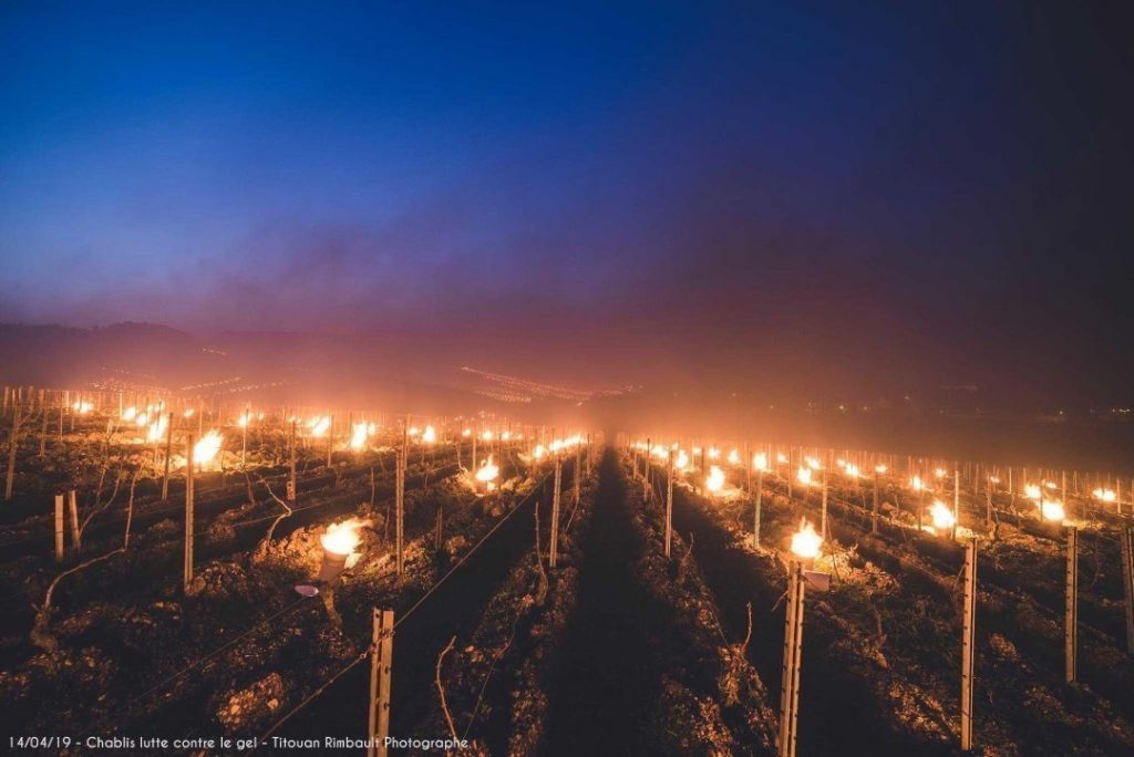 Во Франции под угрозой уничтожения гектары виноградников
