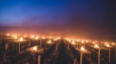 Во Франции под угрозой уничтожения гектары виноградников