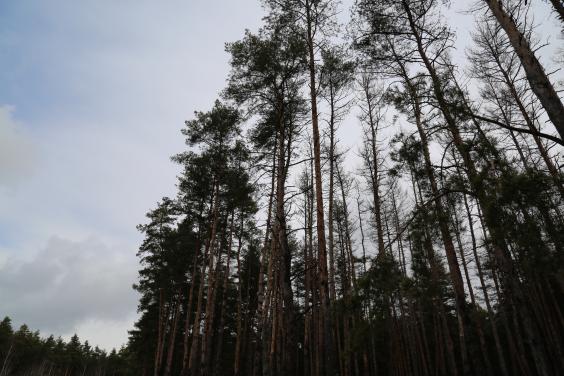Жителям Харьковской области запретили отдыхать в лесах
