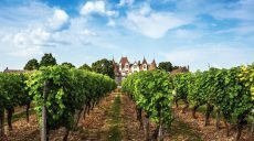 Франция потеряет до 50% урожая винограда из-за апрельских заморозков