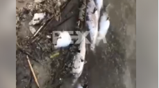 На водохранилище под Харьковом произошел мор рыбы (видео)