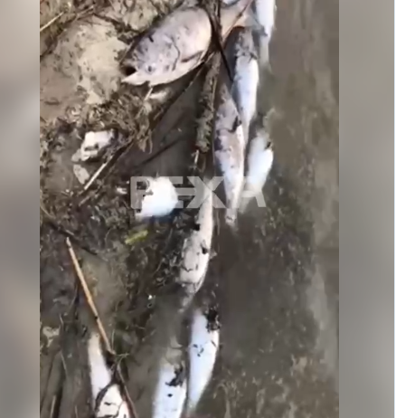 На водохранилище под Харьковом произошел мор рыбы (видео)