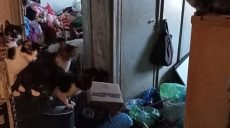 Харьковчанка жила в однокомнатной квартире с 16 котами (фото)