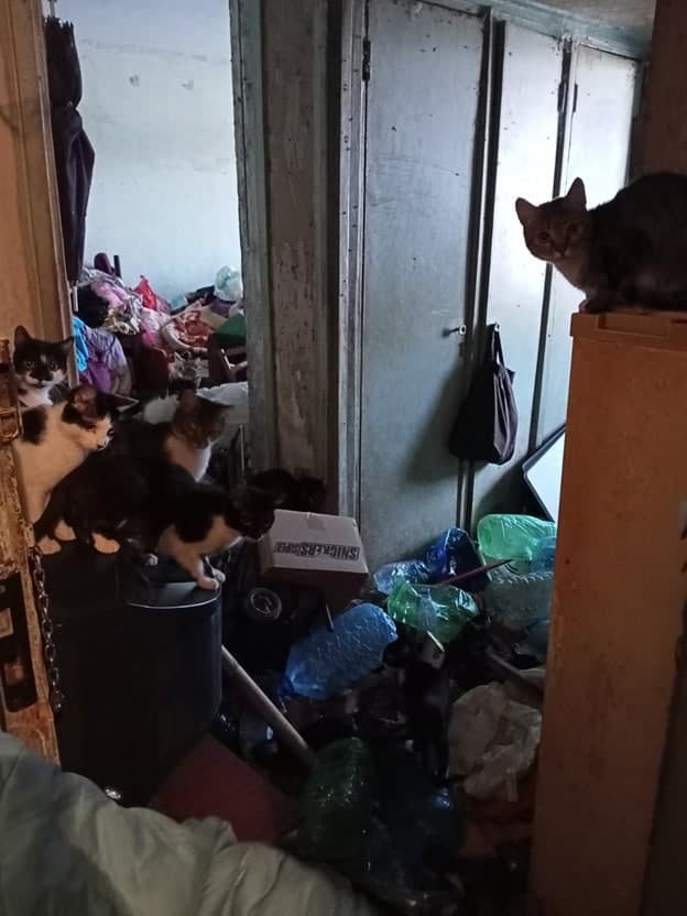 Харьковчанка жила в однокомнатной квартире с 16 котами (фото)