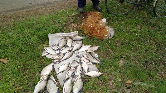 Харьковский браконьер наловил сетью приличных лещей (фото)