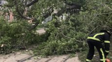 В Харькове из-за сильного ветра падали ветви деревьев (фото)