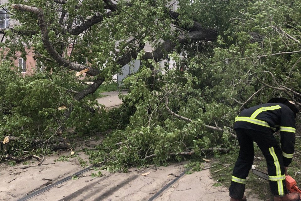 В Харькове из-за сильного ветра падали ветви деревьев (фото)