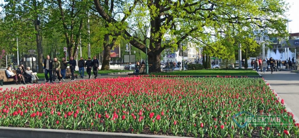 В Харькове зацвели тюльпаны (фоторепортаж, видео)