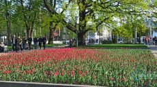 В Харькове зацвели тюльпаны (фоторепортаж, видео)