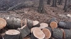 В Харьковской области черный лесоруб нанес ущерб на более чем 80 тыс. грн (фото)