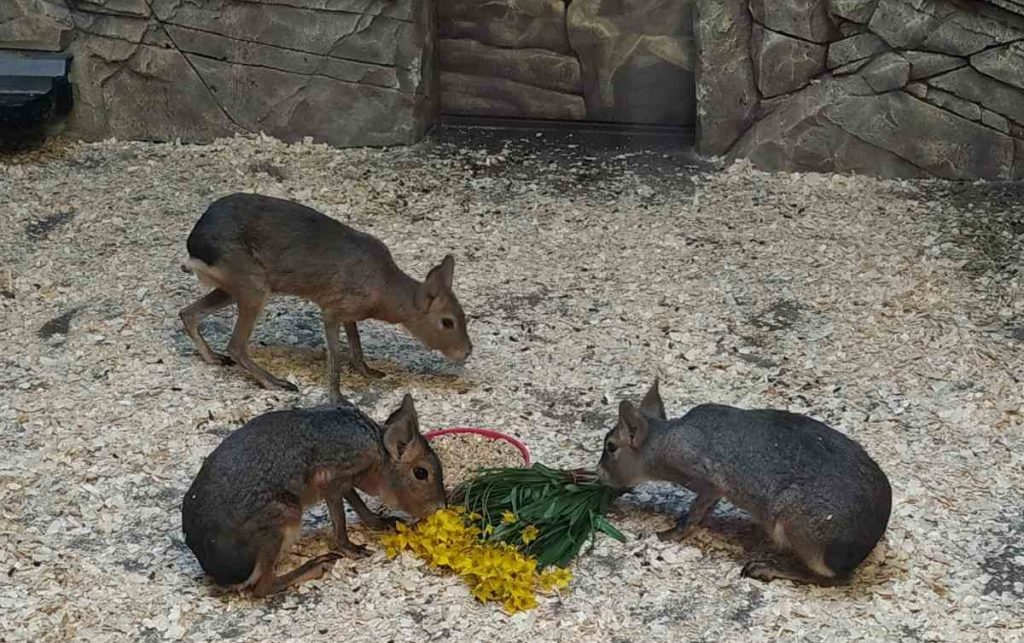 Животных в Харьковском зоопарке накормили краснокнижными цветами (фото)